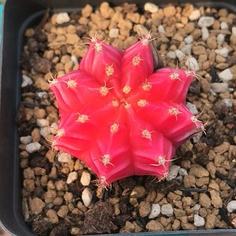 多肉肉锥 米哈牡丹锦