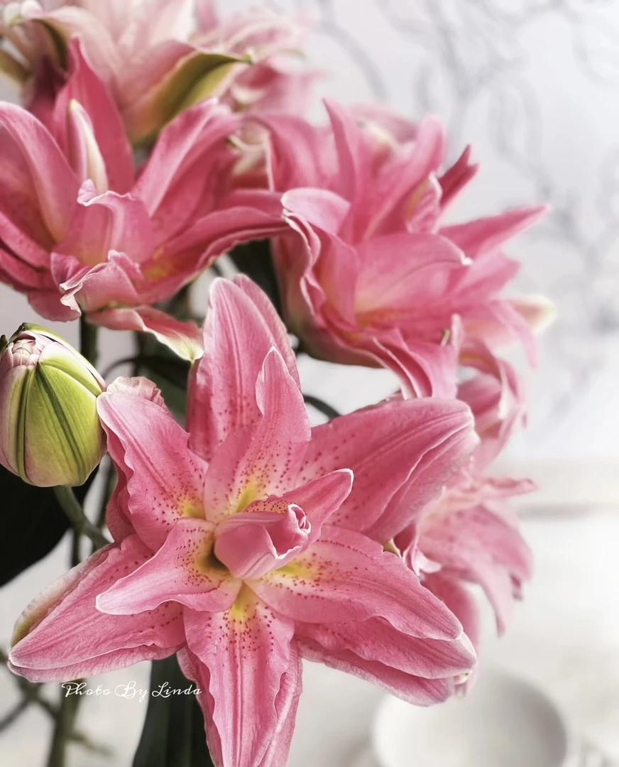 红蜜糖重瓣香水百合 柠檬香味 天冷地区拍保温 不拍冻坏不售后