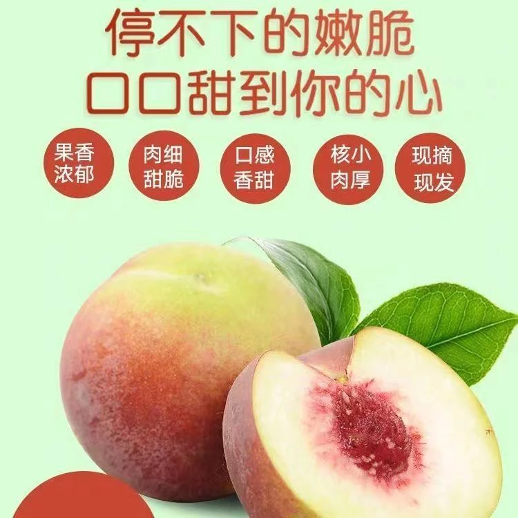 果园新鲜现摘现发脆甜冬桃红蜜桃青桃时令水果青州蜜桃