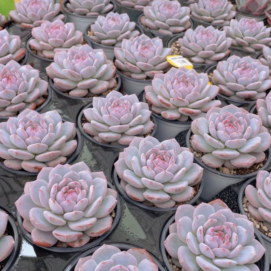 12号 开播福利星星橙大单头一个