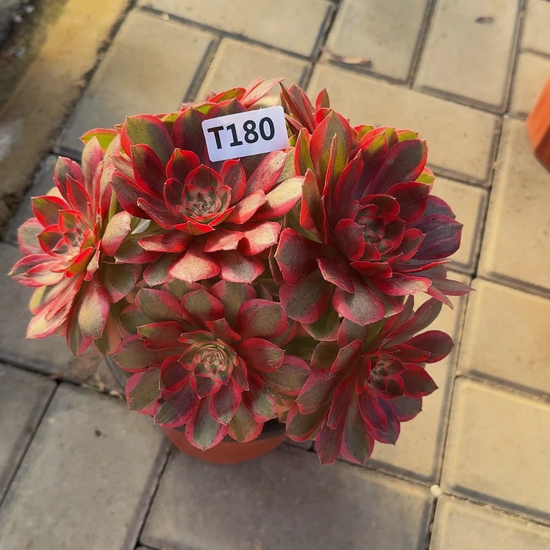 180云和333冠服18.9左右小颗的