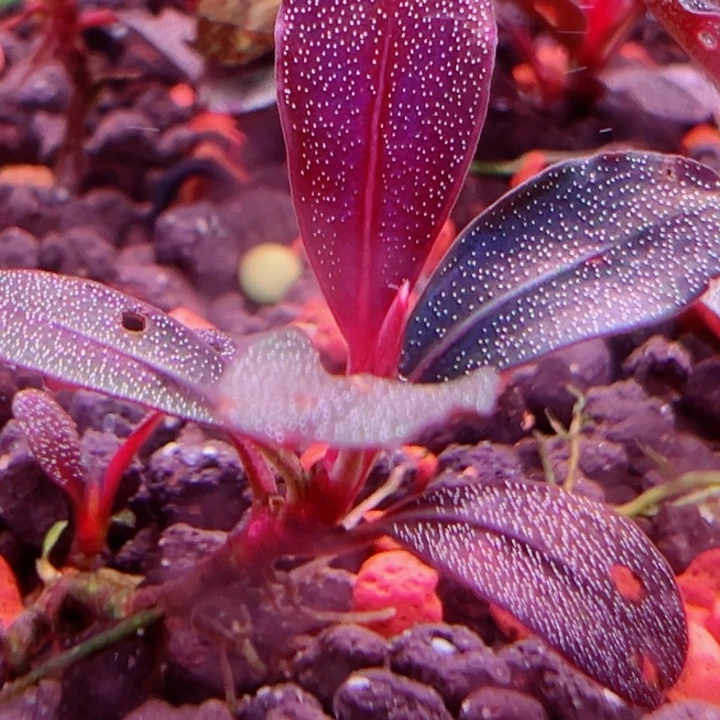 福利32号福利价植物一头