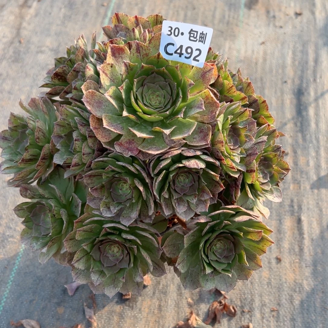 492 万拉屎多肉法师