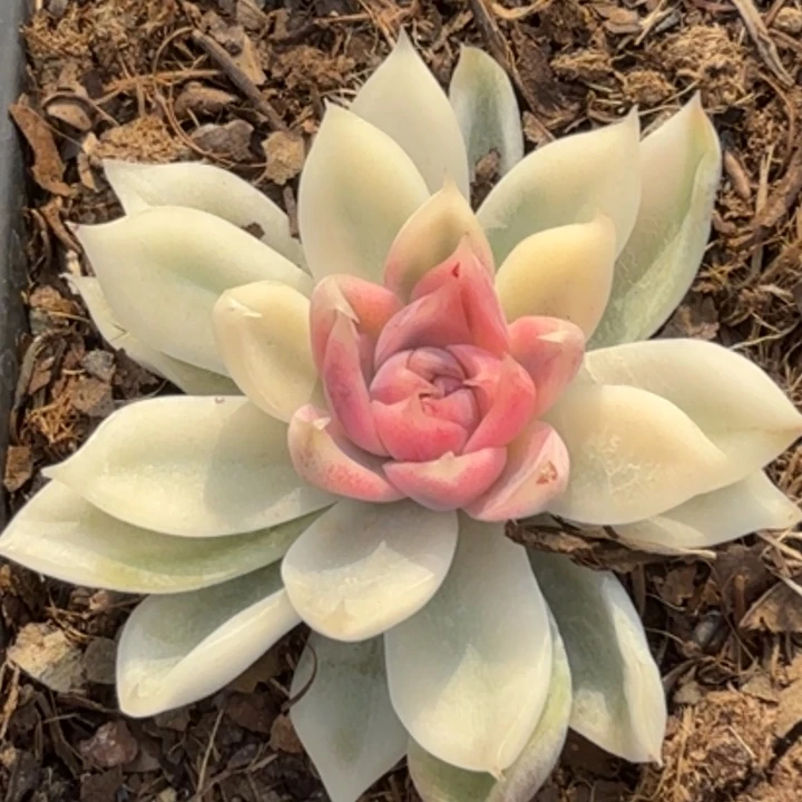 紫薯锦多肉植物一物一拍