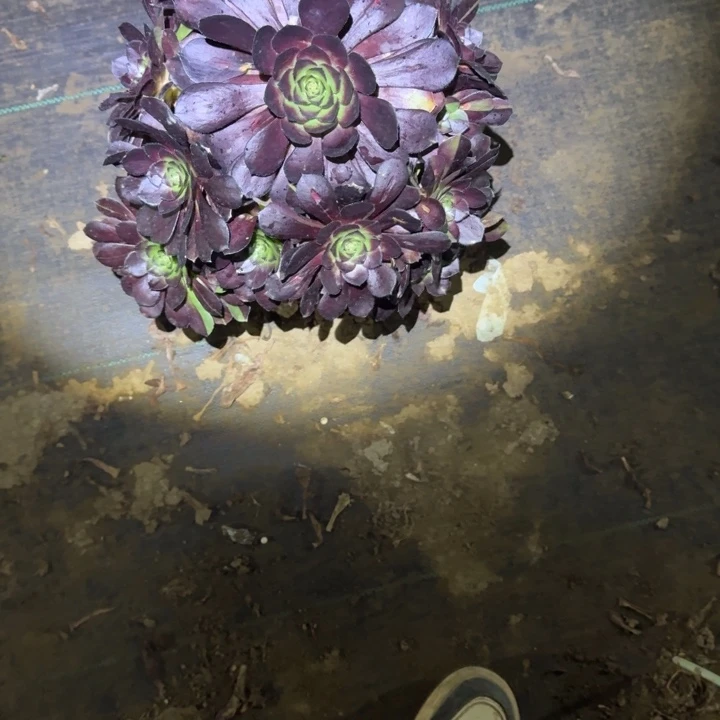 一单包邮不包侧枝54