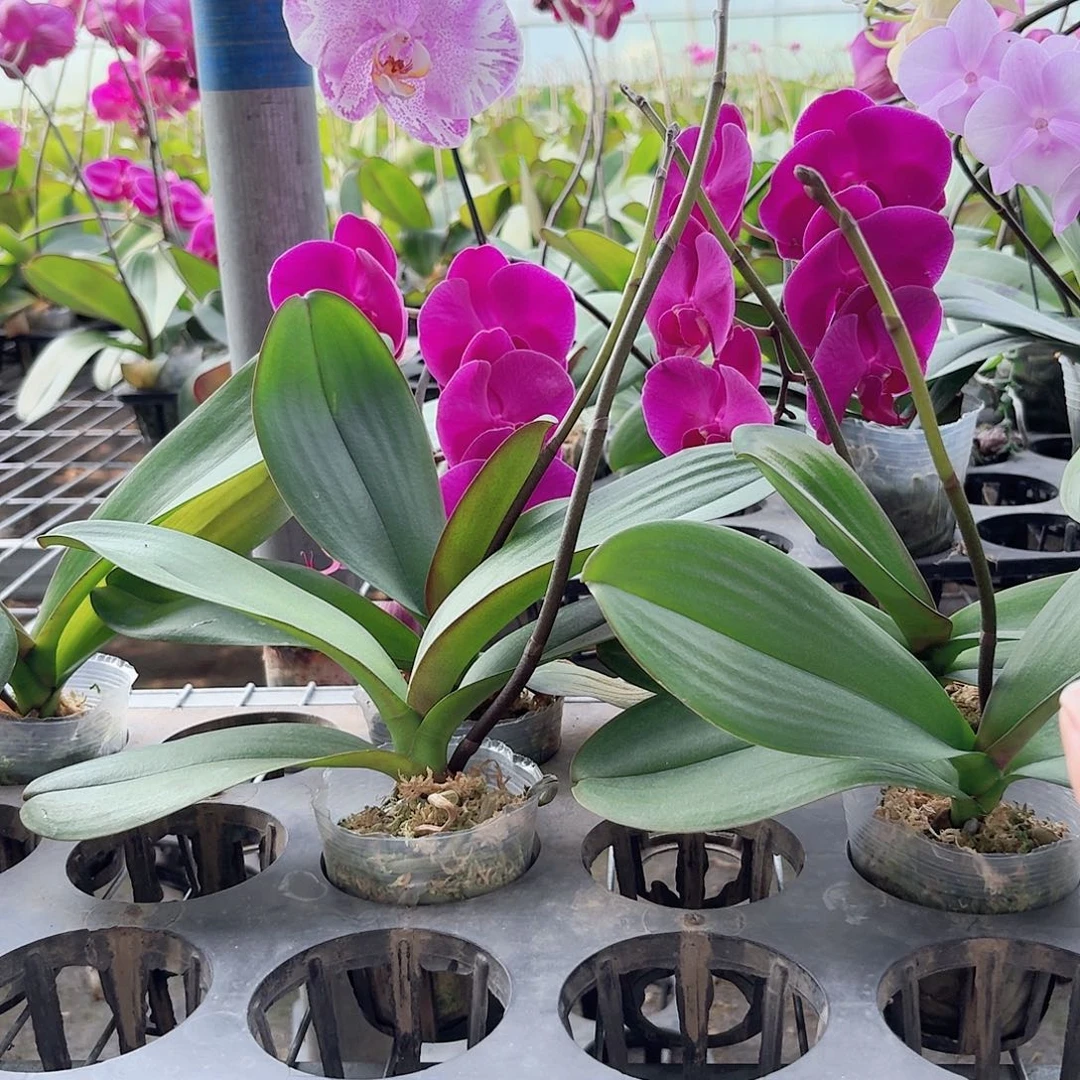 当前无花栽培后可以开花大辣椒带花剑1颗2.5杯叶片易开裂