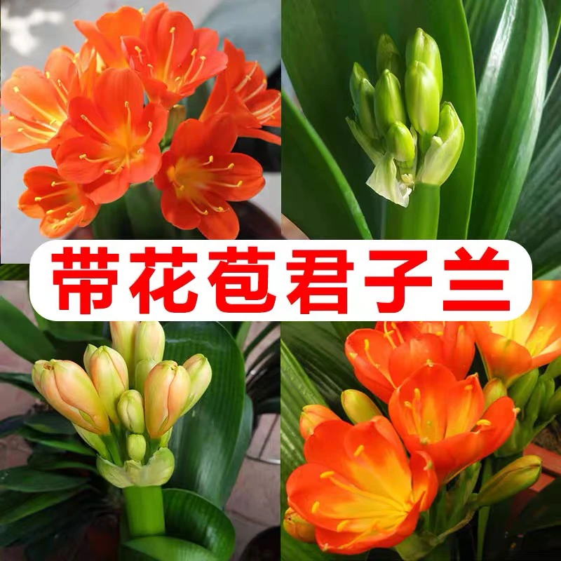 四季兰一物一拍红花