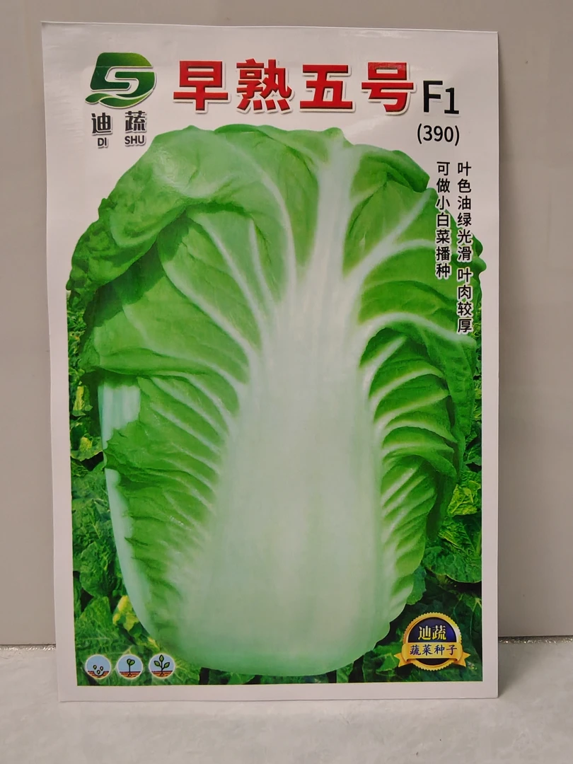 早熟五号大白菜种子撒播移栽盆栽大棚种植可做小白菜播种春秋种业