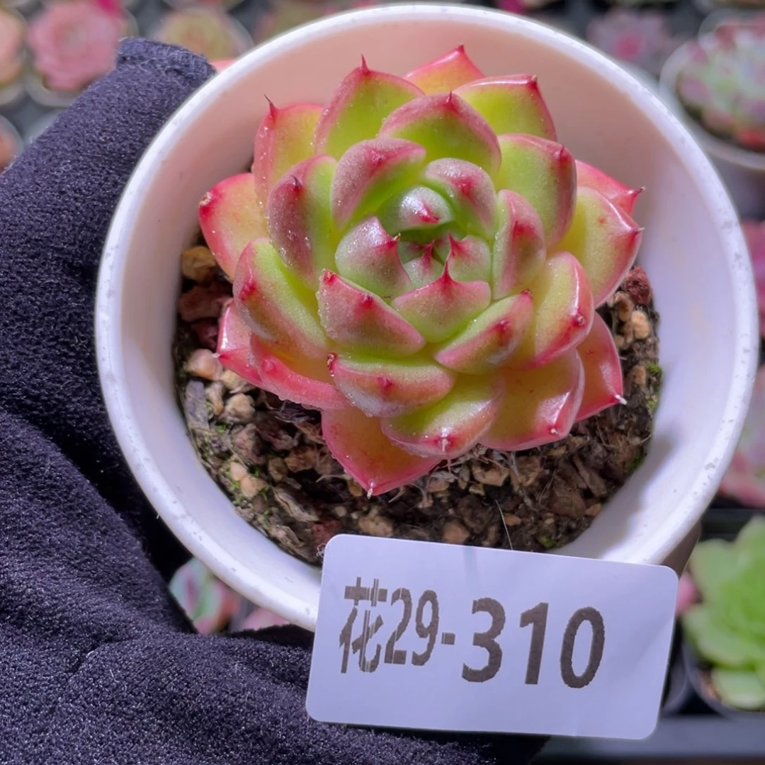 花利美29-310海王