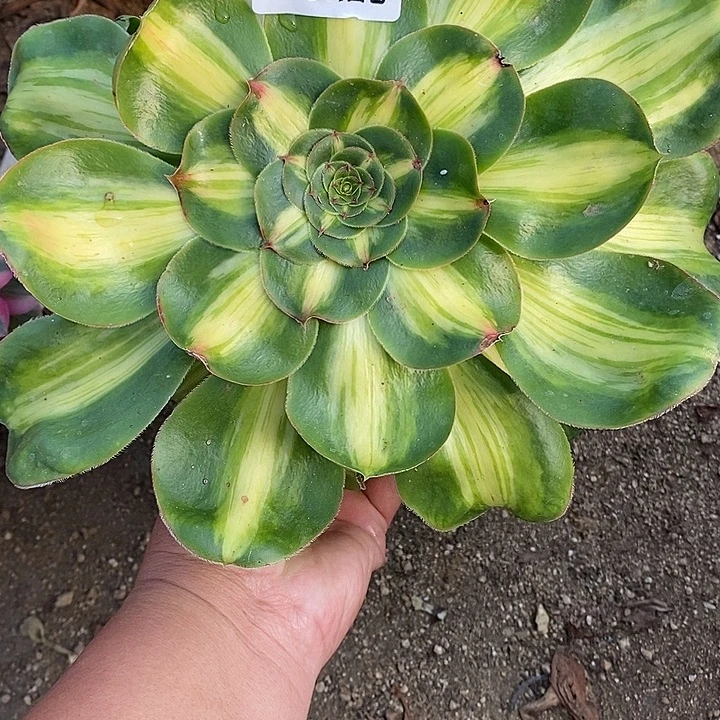 多肉植物暴君569多肉