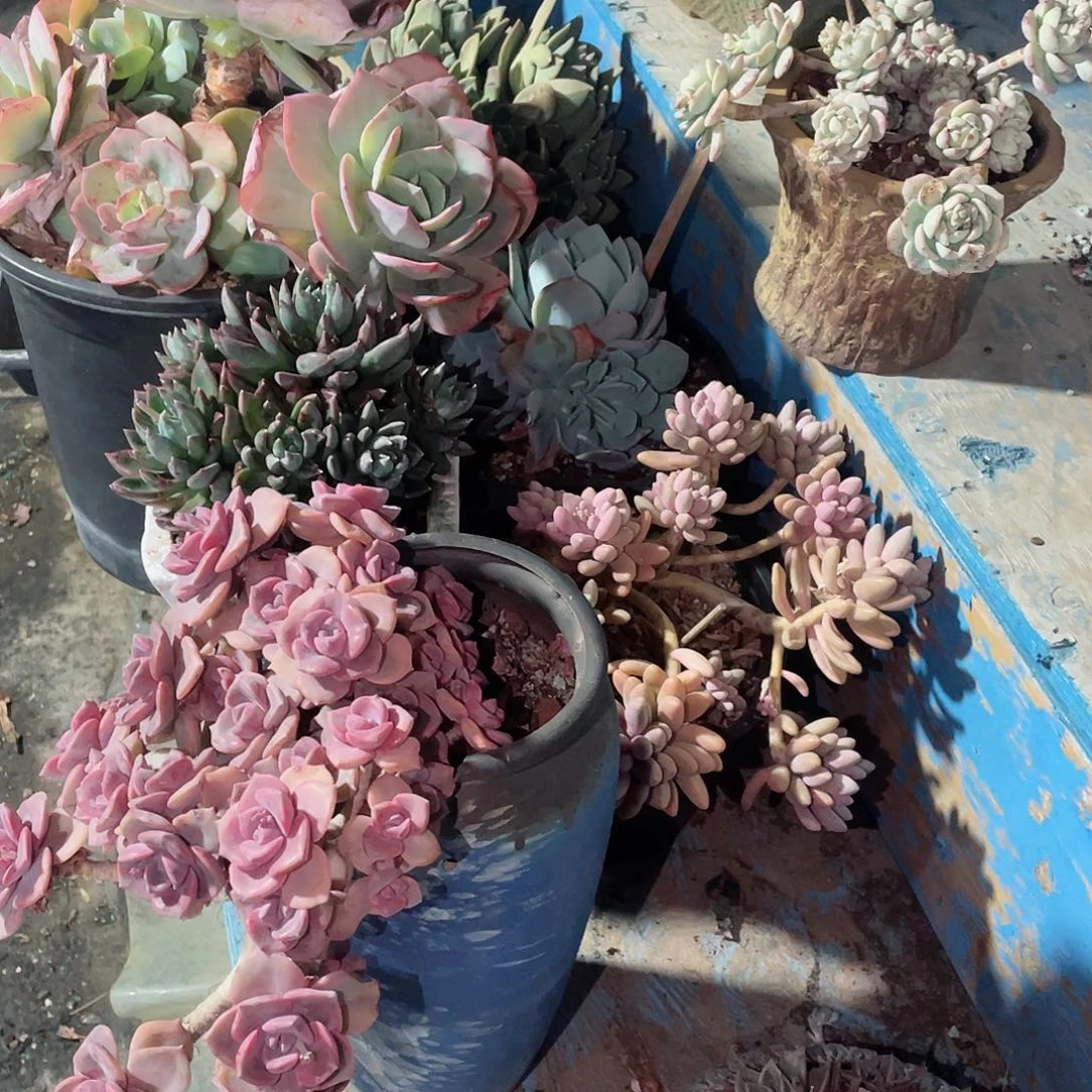 多肉老桩9颗包邮