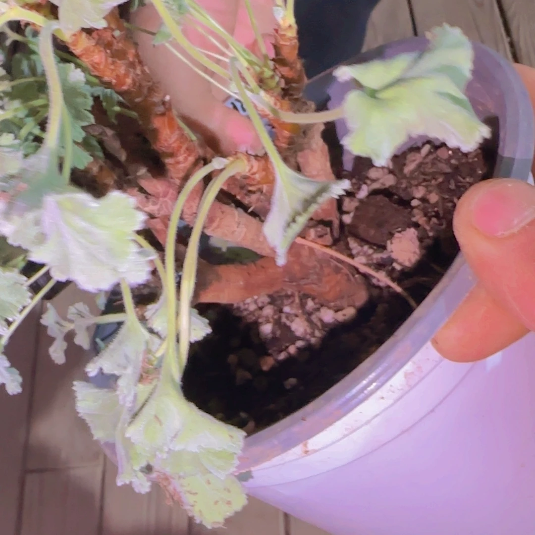 R***c块根植物块根植物