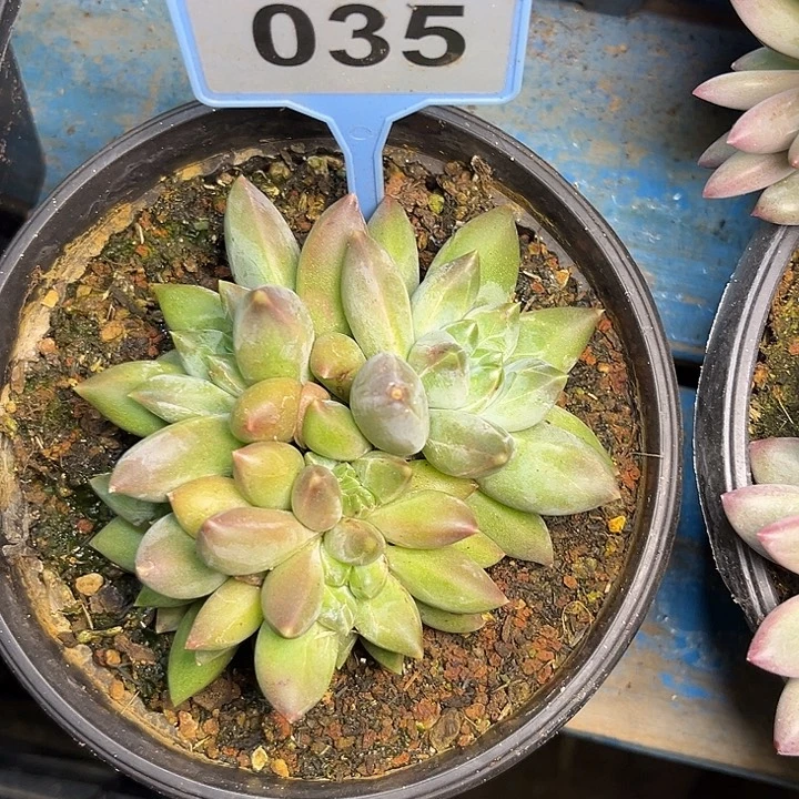 多肉植物彩体重楼035