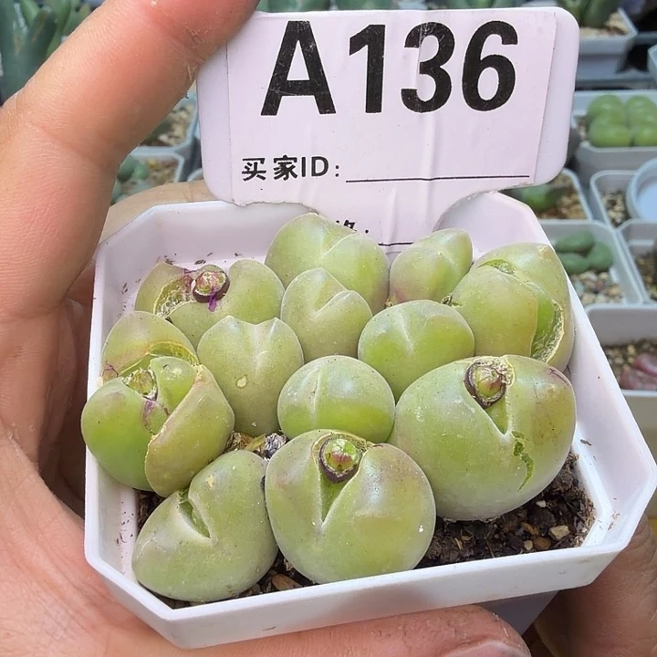 136。满38包邮肉锥