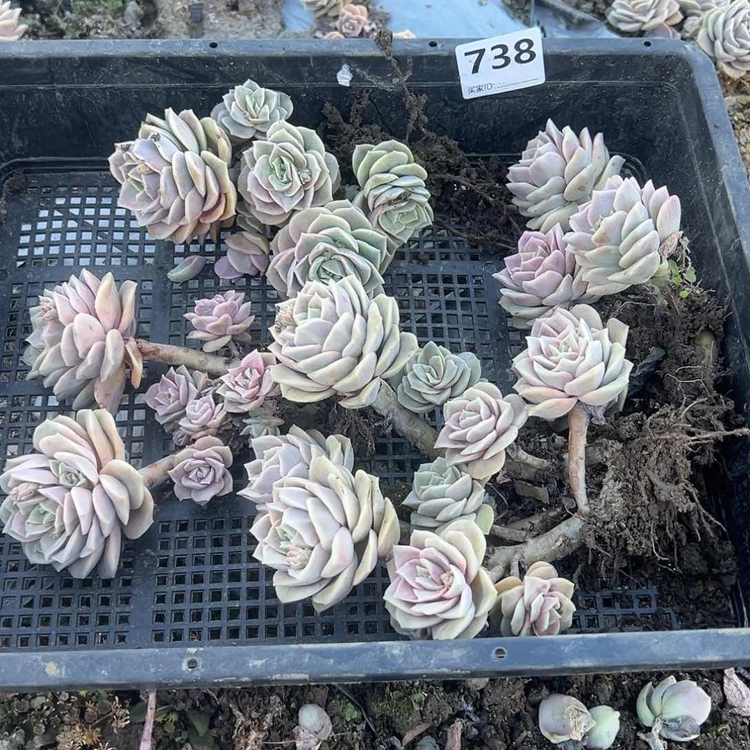 农***姐738不售后4颗