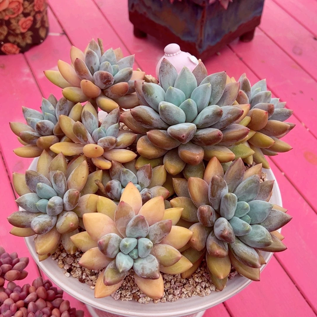 朱***朱黄胖体全状态哥特