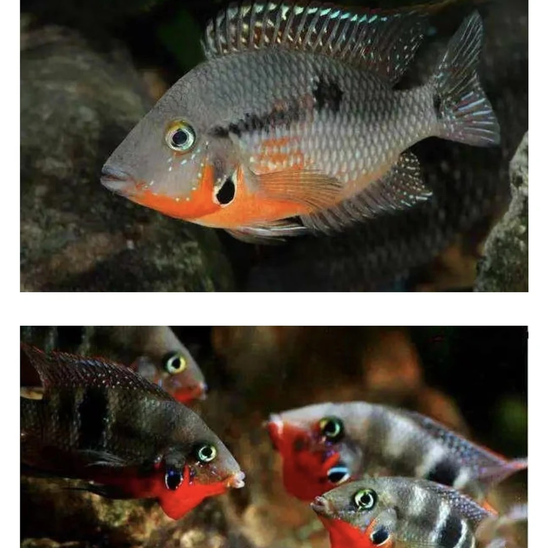 【小型火口类】红肚火口 美鲷鱼热带鱼 封面仅供参考