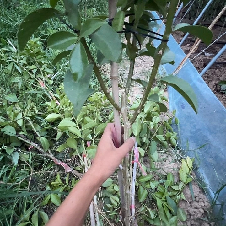 用****水三分枝带根叶仙，，