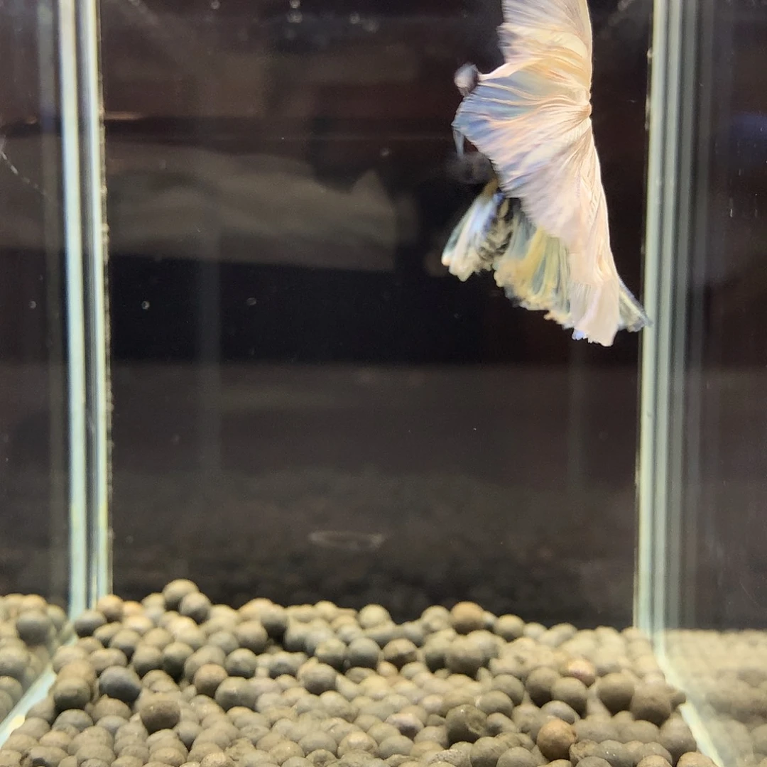海水鱼七弟泰国斗鱼16
