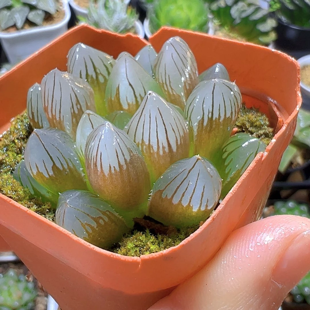 粉爪爪玉露多肉多肉多肉