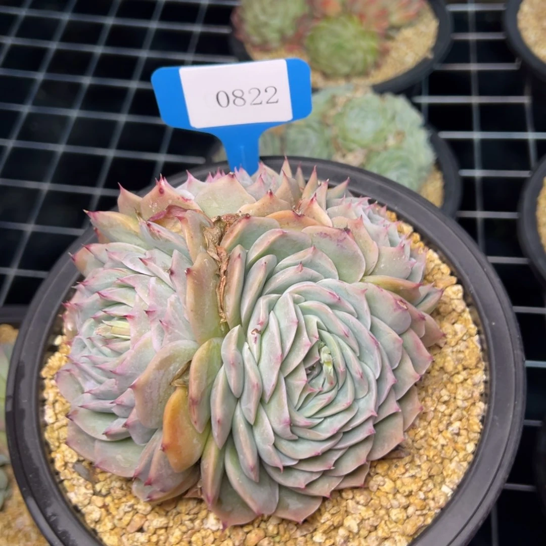 杰*0822肉多多哦肉多么多么