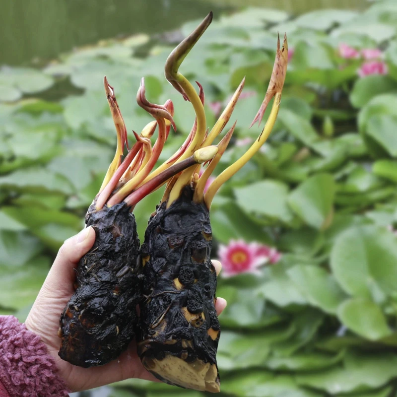 睡莲花池塘水缸大睡莲根块带花苞四季水培小睡莲花根水养四季开花