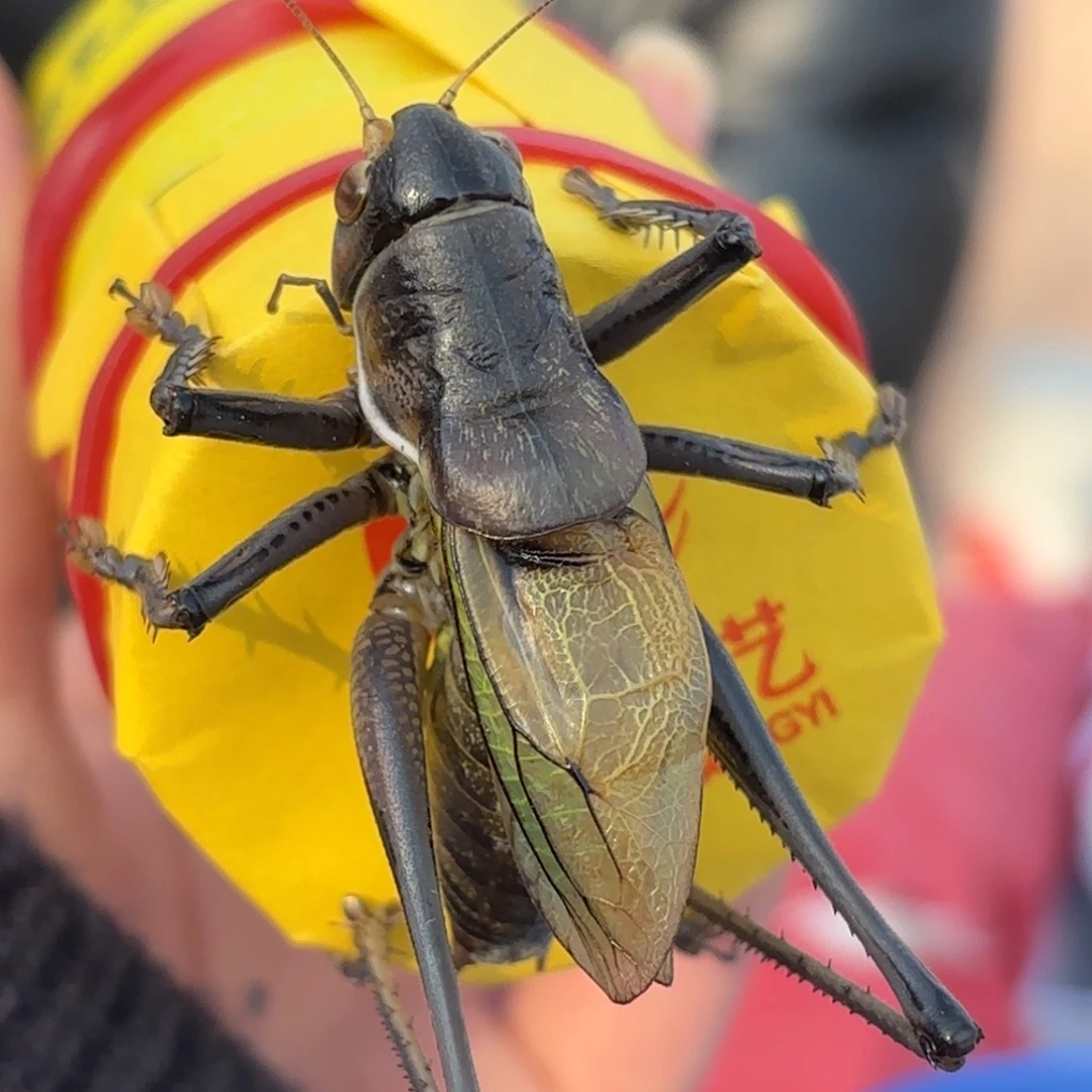 ****事蝈蝈蝈蝈福福价格