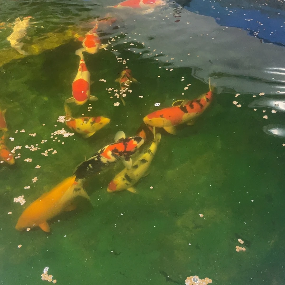 不要拍手机卡啦点不了