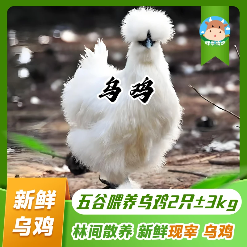 新疆包邮林间散养五谷喂养正宗农家土鸡乌鸡现杀现卖民族新鲜现宰