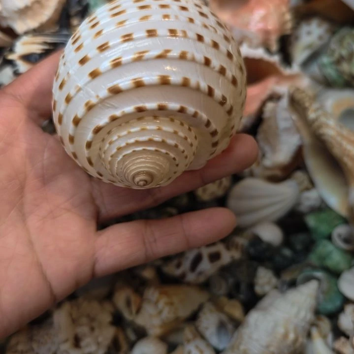 石材天然海螺花琴螺