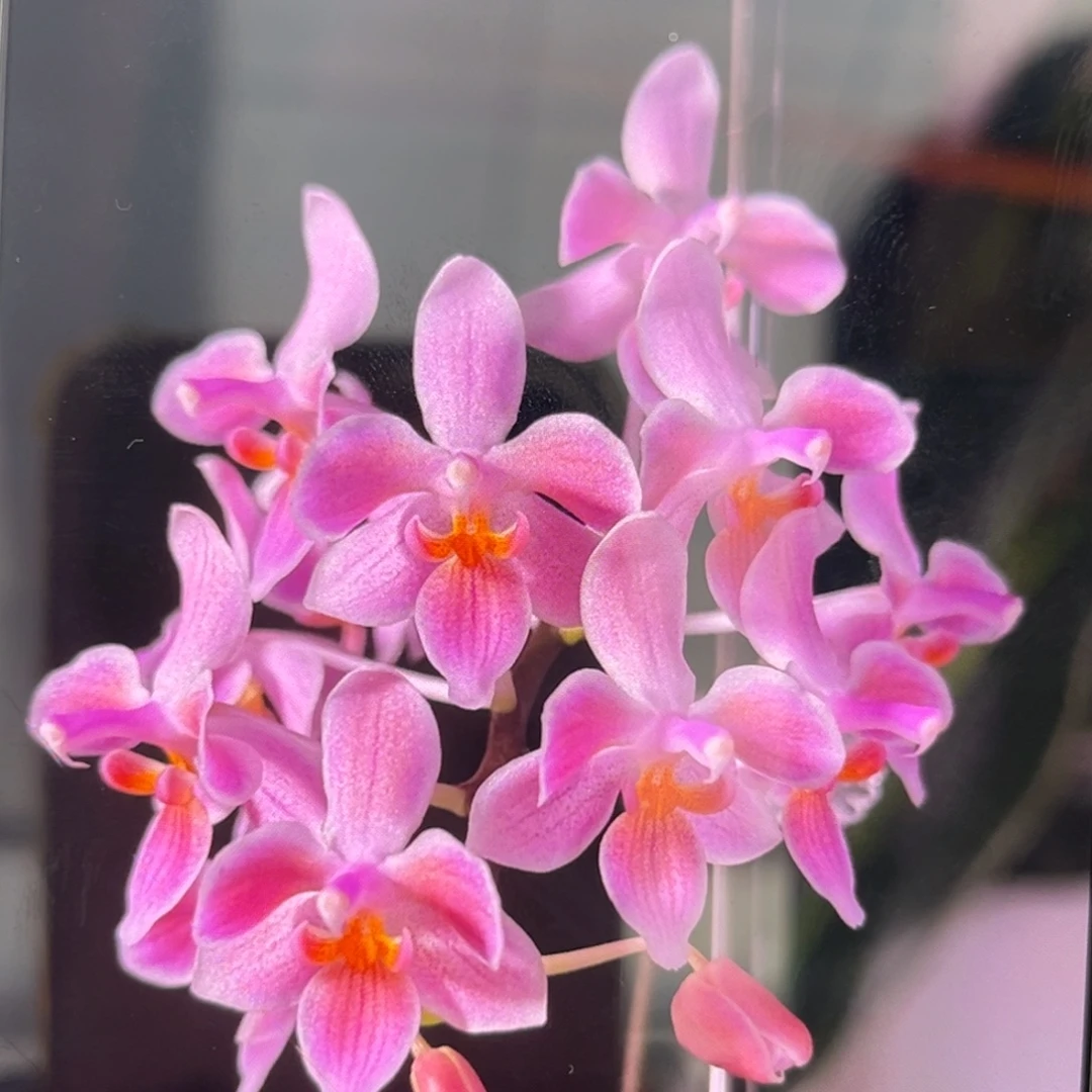 无花朵2.5寸eq交苏拉威西苗