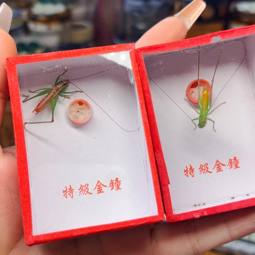 精品糖果哈哈哈哈哈哈