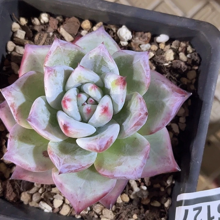 祖母绿15127多肉植物