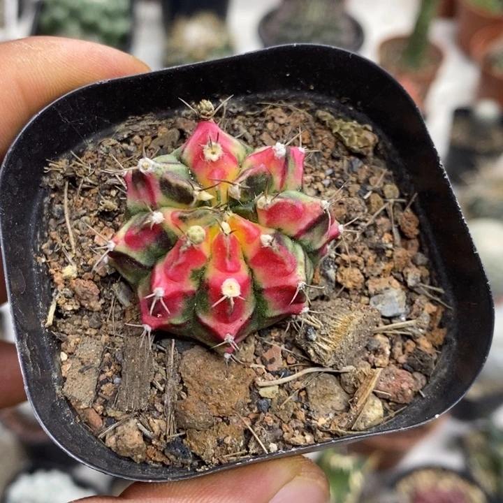 花蝴蝶牡丹锦特价福利