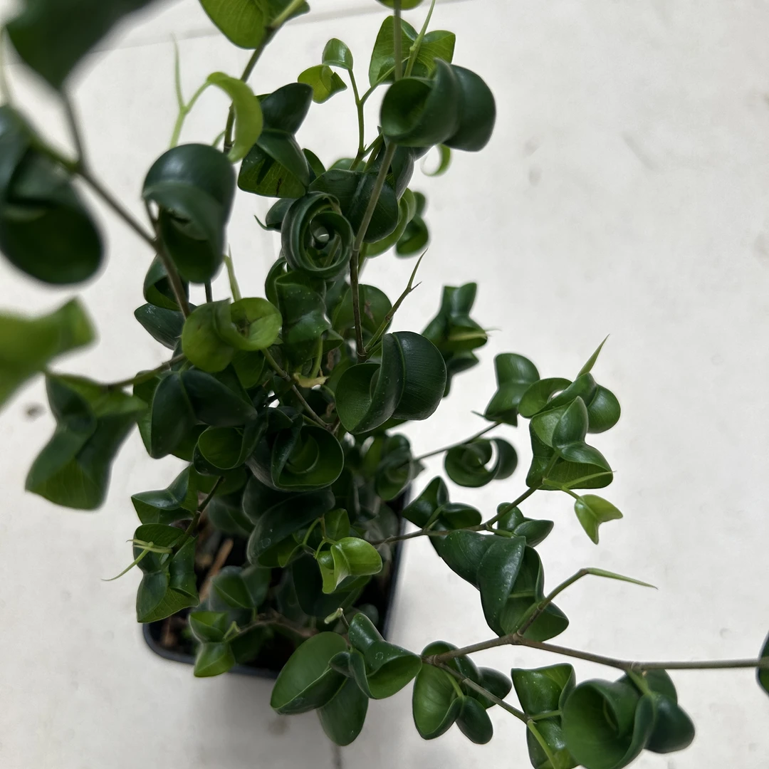 黑盆卷福榕树木本植物盆栽绿植