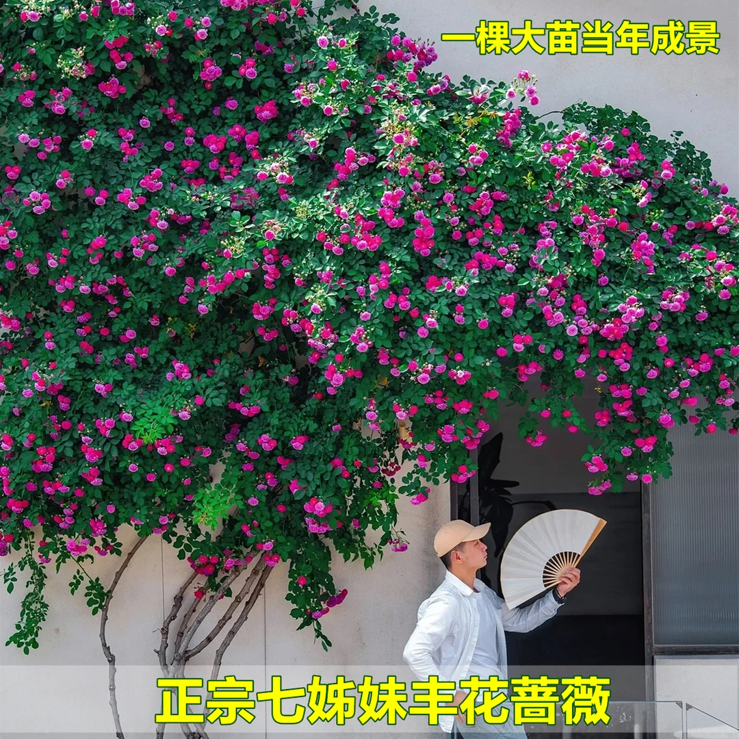 七姊妹粉团无刺蔷薇花大苗别墅庭院花园爬藤本当年开花老桩耐寒