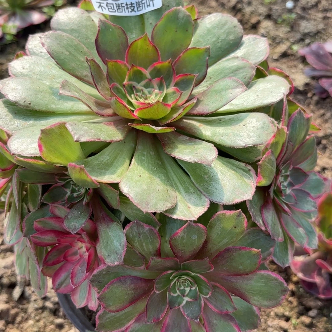 14-944莲花座多肉植物