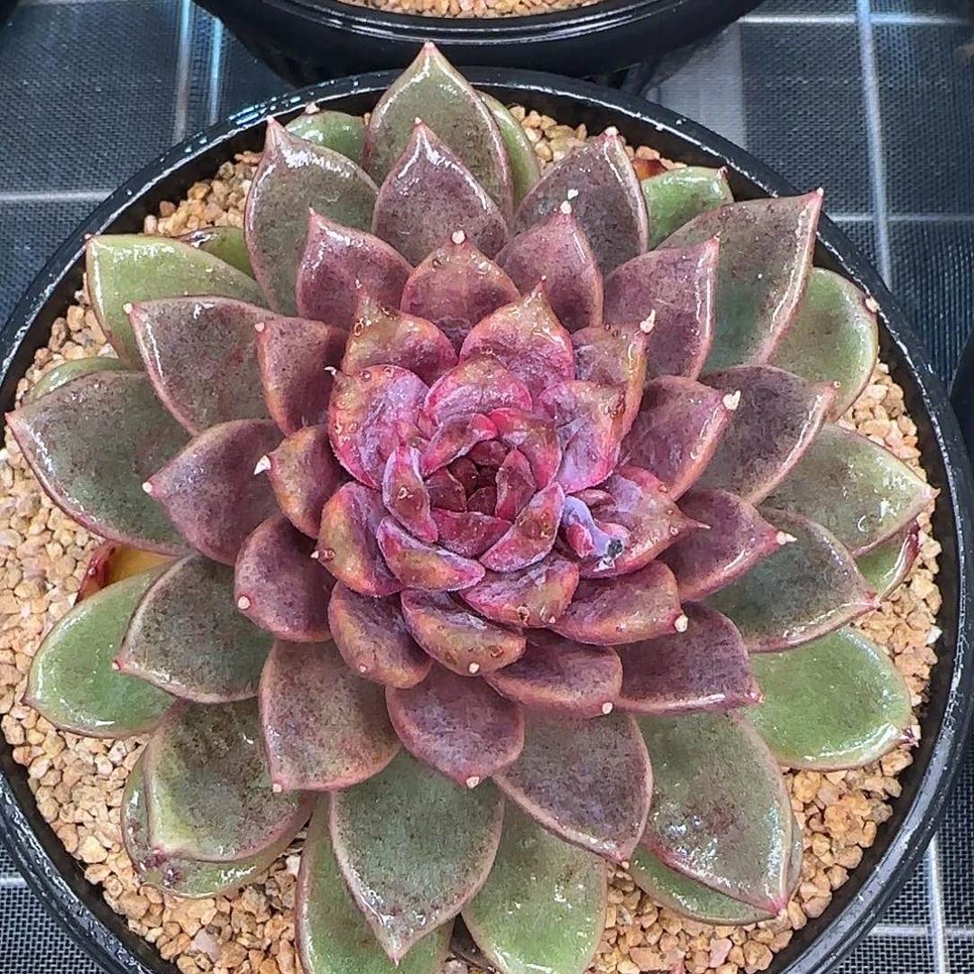 从前慢花园精选宝格丽玫瑰