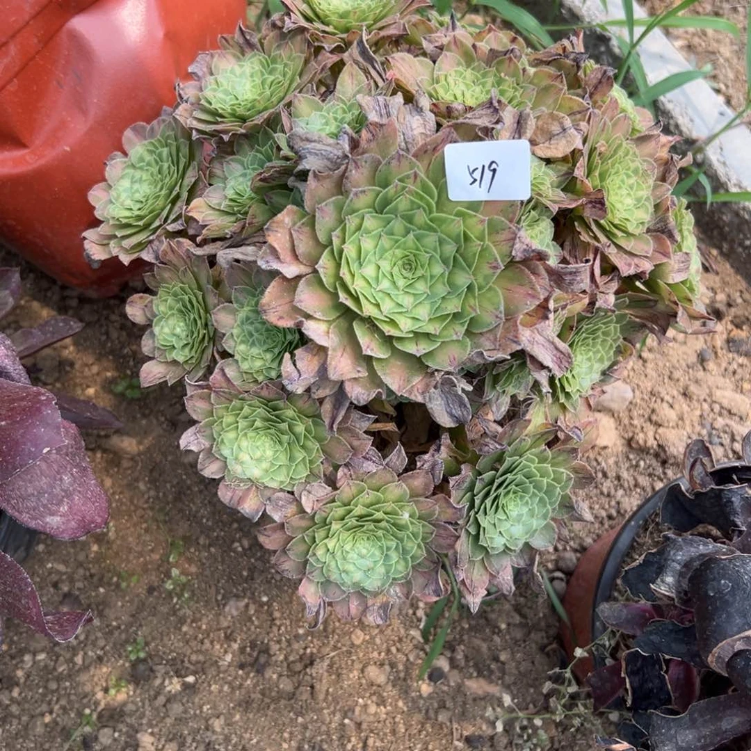 519知否多肉植物