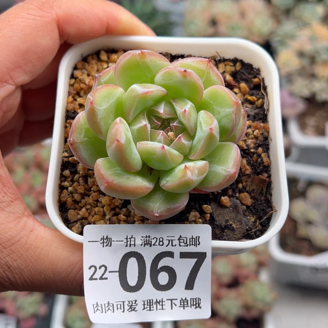 雪花珍妮多肉多肉多