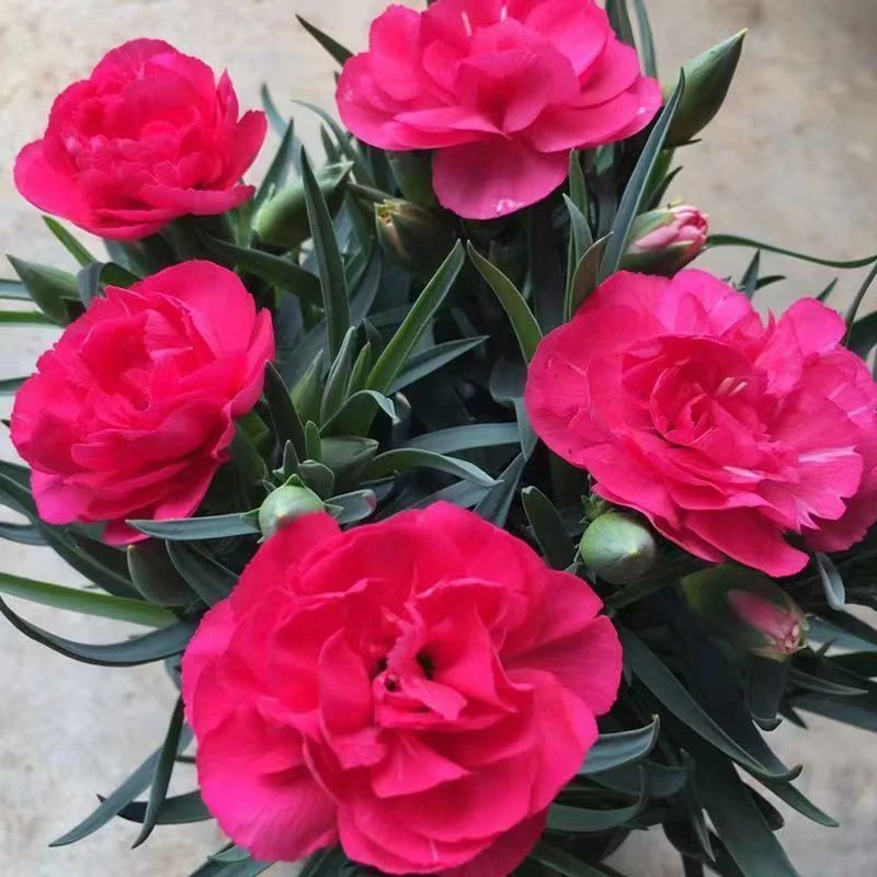 康乃馨盆栽带花苞四季开花室内阳台绿植花卉好养