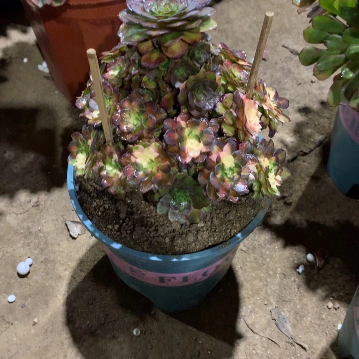 淡***静1236海王七彩多肉植物特价