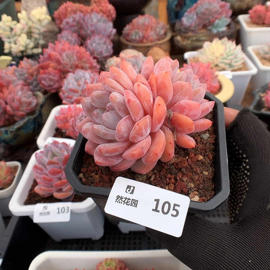 105雪天使多肉植物6666
