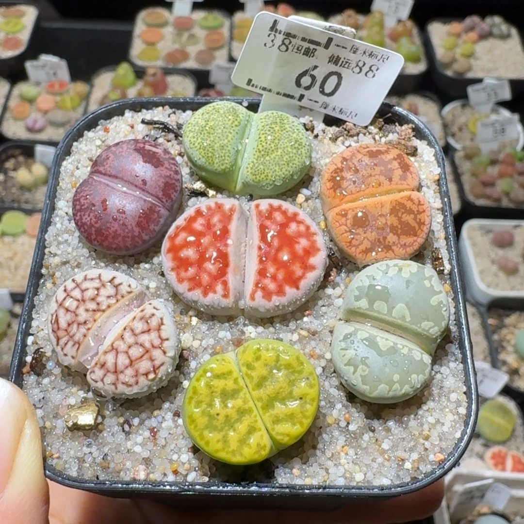 Ssss好货也福利便宜60