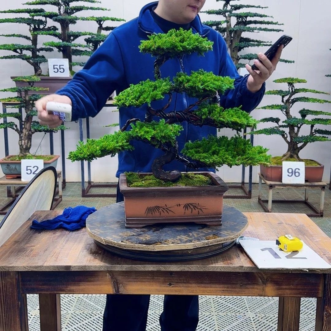 无花朵柏树造型盆景