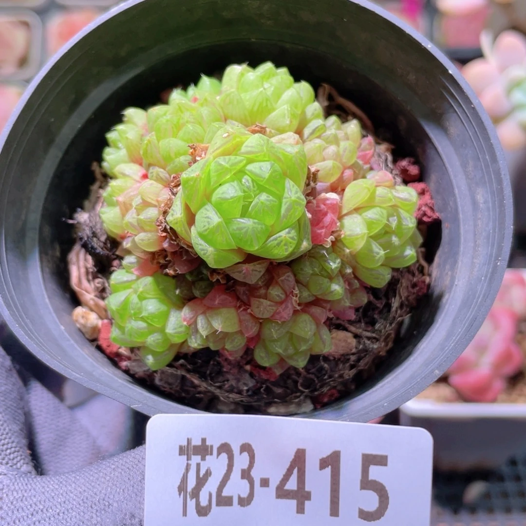 花利美23-415草玉露