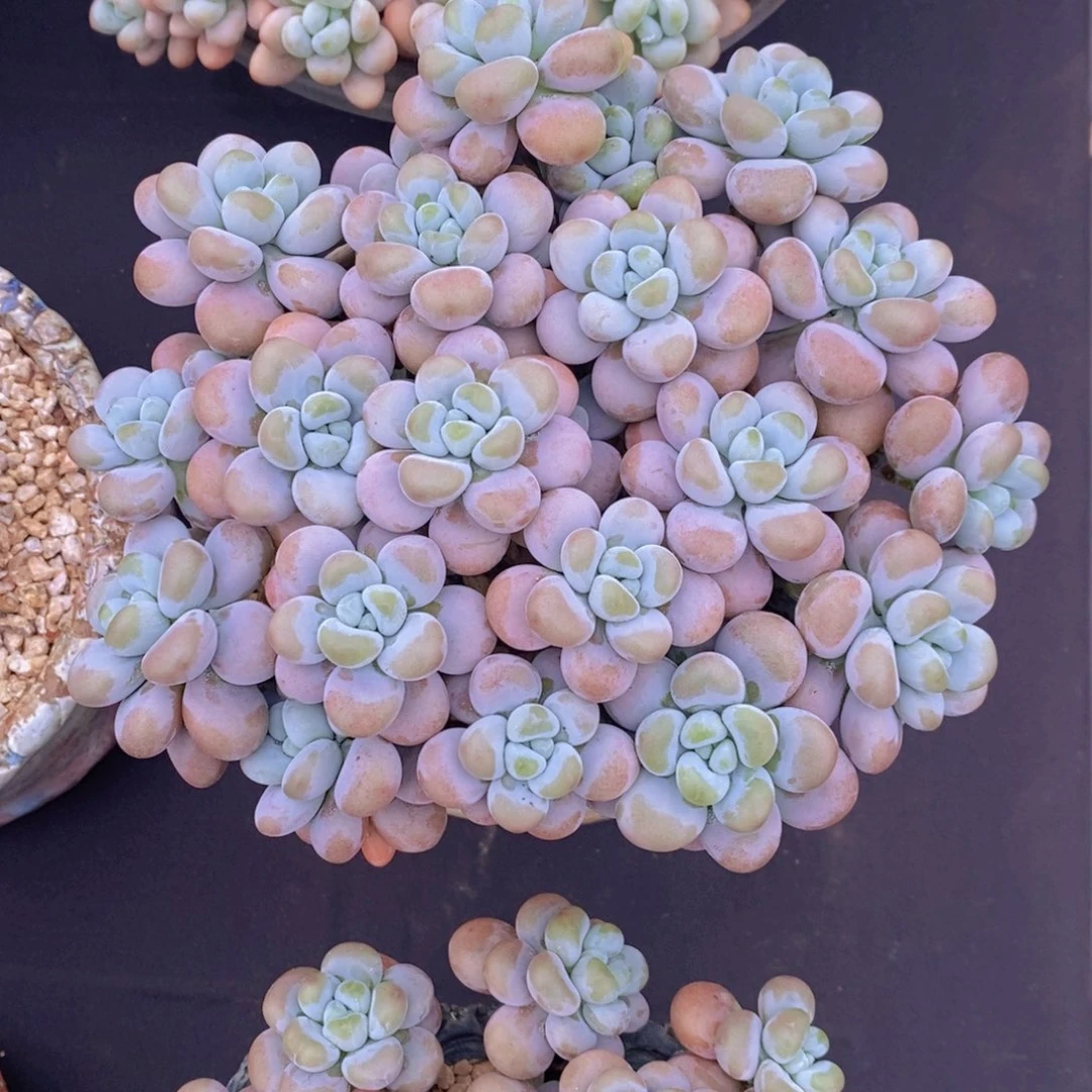 珊***ლ奶油泡泡 一物一拍