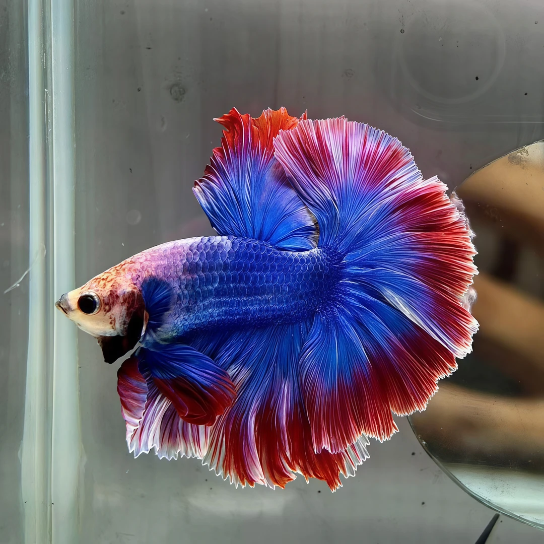 好养耐活小型热带观赏鱼斗鱼粉白半月婚纱鱼宠物鱼斗鱼观赏鱼