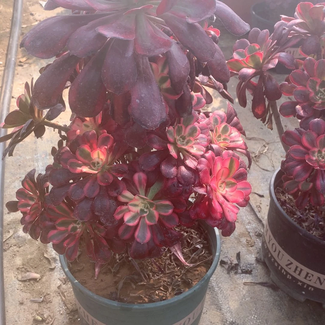 多肉植物香462对肉