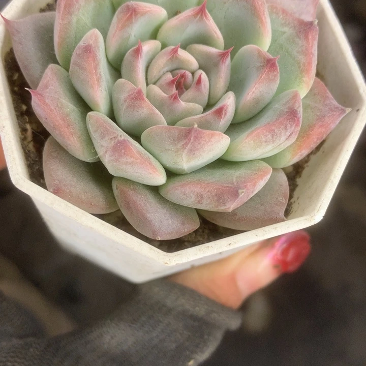 婚戒。（满9.99包邮不满9.99发叶子）